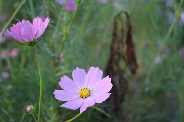 Fototapeta premium 秋の日 公園花壇に咲くコスモスの花