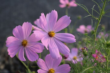 Obraz premium 秋の日 公園花壇に咲くコスモスの花