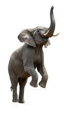 Obraz premium Majestic African Bush Elephant Reaching Upward in Natural Environment Isolated Image