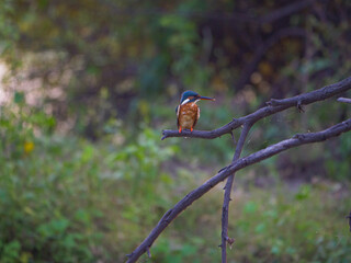 Common Kingfisher perched on a branch during golden evening light, vibrant bird in natural habitat, wildlife photography