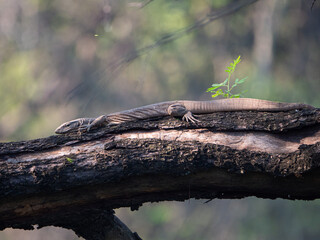 Indian Monitor Lizard Close-Up in Natural Habitat, Exotic Reptile Wildlife Stock Photo