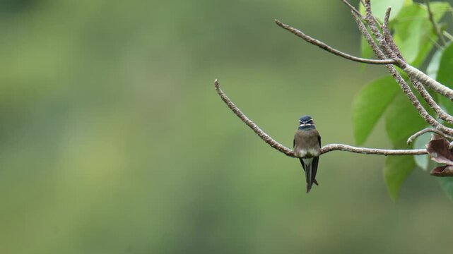 Whiskered Treeswift (Hemiprocne comata) on a branch bird watching in the forest