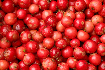 Close-up of freshly harvested Flacourtia jangomas fruits, also known as Indian coffee plum or...