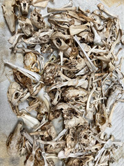 Still life of animal bones
