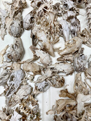 Still life of animal bones