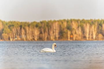 Graceful white Swan swimming in the lake, swans in the wild. Portrait of a white swan swimming on a lake.