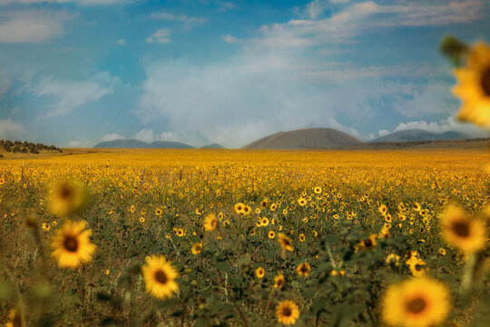 Never Ending Field of Sunflowers with Mountain Background