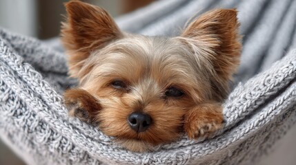 A small dog is lying comfortably in a soft, knitted hammock. Its ears perk up slightly as it enjoys a peaceful moment, surrounded by a warm indoor atmosphere.