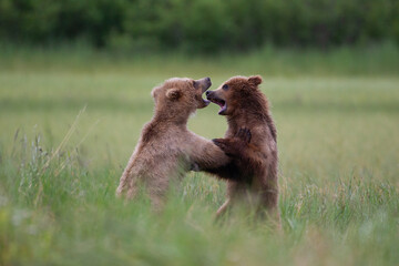 brown bear cubs playing in the grass © Morrow Newbury