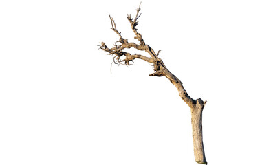 dried tree with bracnches