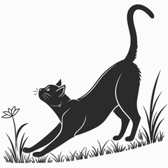black and white cat