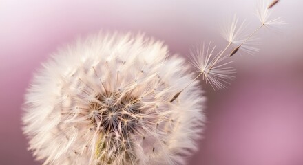 Fluffy dandelion seeds carried on gentle wind light