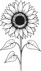 Minimal monochrome line drawing of sunflower with petals, simple vector outline for natural product packaging