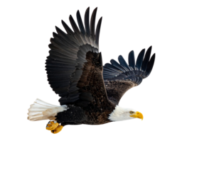American Bald Eagle with Wings Spread in Flight, Majestic Bird Symbol, Isolated PNG