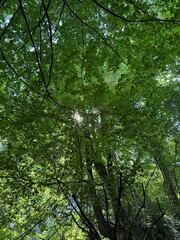 trees in the forest
