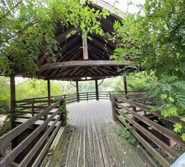 wooden bridge in the jungle