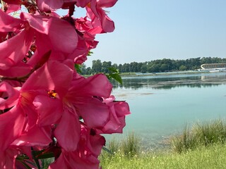 red flower in the water