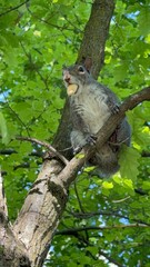 squirrel on a branch