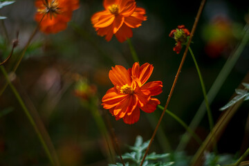 orange flowers in the garden