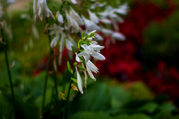 A graceful cluster of white hosta flowers blooms against red and green foliage. Bell-shaped blossoms kissed by dew radiate elegance, creating a tranquil and natural garden scene.