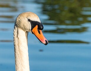 Obraz premium Swan's elegant profile on water