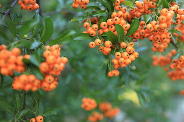 Clusters of bright orange berries hang from lush green leaves, creating a colorful display in a garden. This scene captures the essence of late summer warmth and nature's abundance.