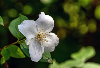 Fragrant jasmine bloomed. The bush is covered with white flowers.
