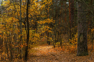 Fototapeta premium Autumn has come to the forest with its colors. A pleasant walk in the autumn forest.
