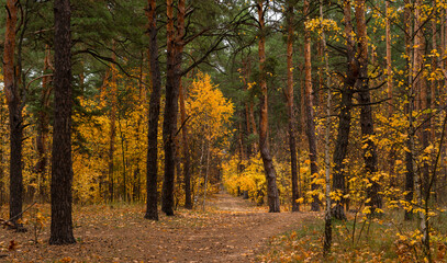 Autumn has come to the forest with its colors. A pleasant walk in the autumn forest.