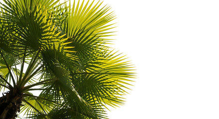 Fototapeta premium Palm tree with sunlight tropical plant and black background for design material