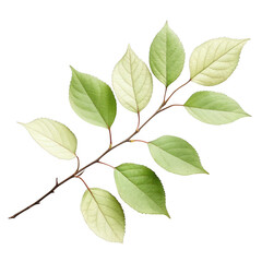 Green leaf branch isolated on transparent background