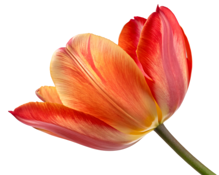 Single Red Orange Gradient Tulip Blossom Isolated Detailed Closeup View Showing Petals Texture and Color Variations isolated on a transparent background