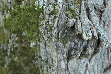 Close-up view of tree bark showcasing intricate details and textures, with patches of green moss growing on the surface. This scene captures the beauty of nature in a tranquil environment.