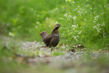 Spruce grouse in the grass