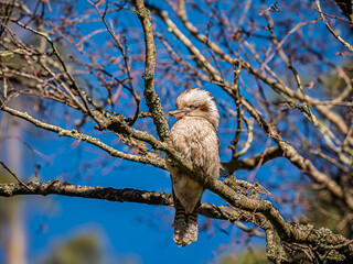 Kookaburra Head Pointed Right