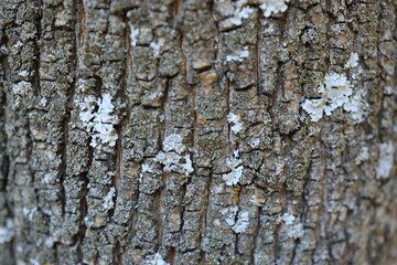 Bark of a tree shows intricate textures and patterns, with patches of white lichen growing in...