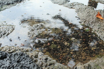 Wet asphalt surface with scattered pebbles and shallow puddles, captured in natural daylight after rainfall, highlighting texture, moisture, and urban environmental detail.