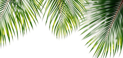 Obraz premium Subtle, minimalist abstract palm leaf pattern on white background, digital, trendy