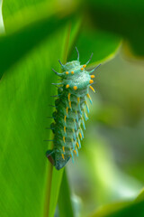 The caterpillar of the Atlas moth on a leaf