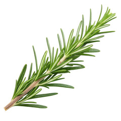 Fototapeta premium Rosemary sprig isolated on transparent background