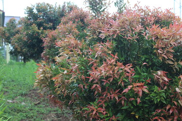 Young red-tipped Syzygium shrubs growing in neat rows in a garden or landscaped area, with fresh green and reddish foliage glistening after recent rain.