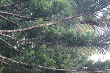 Close-up of lush green pine-like branches of an Araucaria tree, showing needle-like foliage and natural textures in a tropical outdoor setting.