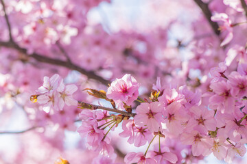Cherry blossoms in full bloom