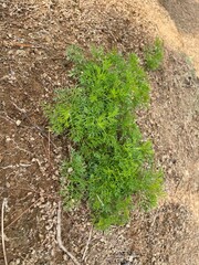 A vibrant green plant with delicate, fern-like foliage thrives on dry, rocky ground. The intricate texture of the lush leaves contrasts beautifully with the rough, earthy brown soil, scattered gravel.