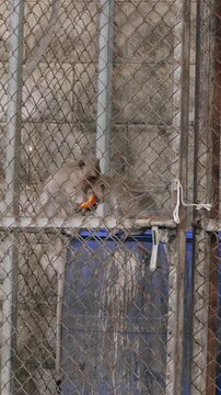 Vertical shot of the monkey took an orange peel out of the trash barrel and climbed up the tree