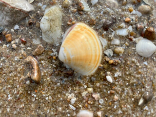 shell on the beach