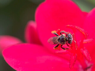 bee on pink flower