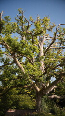 A nature scene showcasing nature, sky and wildlife, captured in film style.