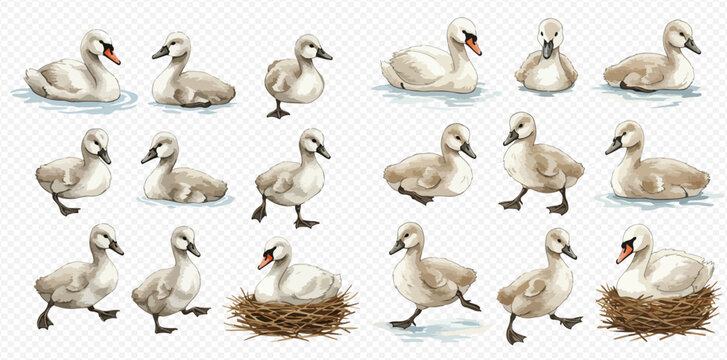 A watercolor collection of adorable baby swans and cygnets in various poses, including swimming, walking, and nesting.