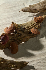 Curved wood and scattered reishi mushrooms over sand, forming an artistic arrangement ideal for herbal, natural, or spa-related compositions. Top